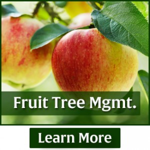 rasmussen-spray-service-fruit-tree-management
