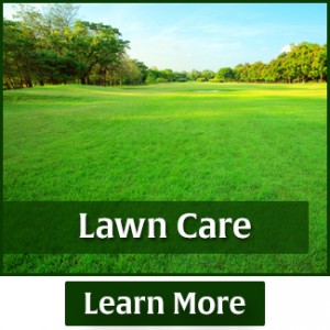 rasmussen-spray-service-lawn-care