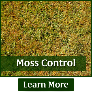 rasmussen-spray-service-moss-control