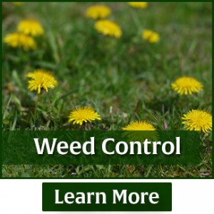 rasmussen-spray-service-weed-control